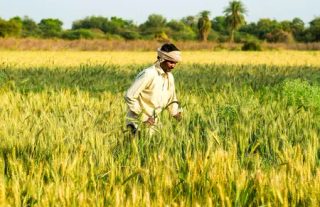 Economist Says Rural Incomes May Dip This Year; Backs Higher PM-KISAN Support