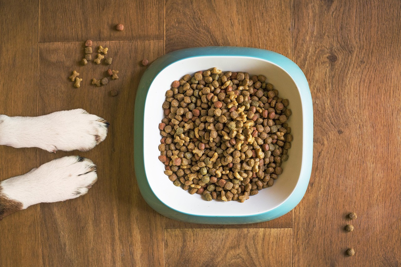 Representative image: dog eating from bowl