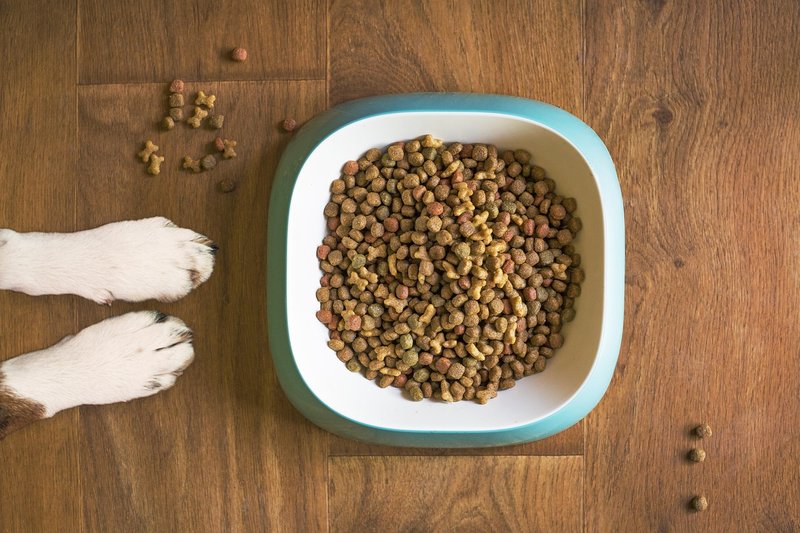 Ahmedabad pet-food start-up TailBlaze raises $300,000 to launch wet dog food