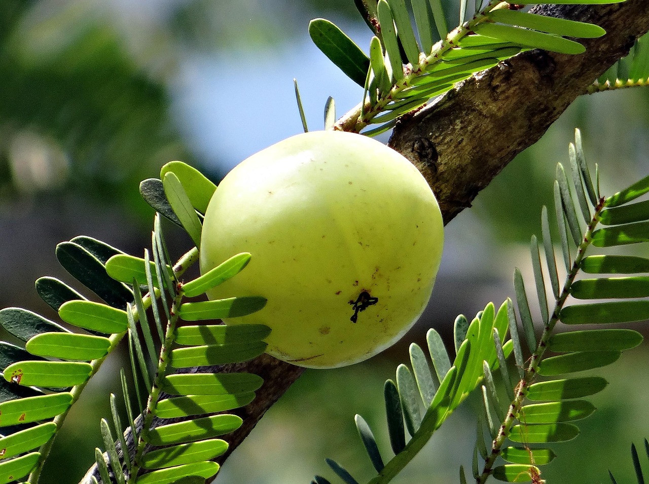 Representative image: indian gooseberry amla fruit