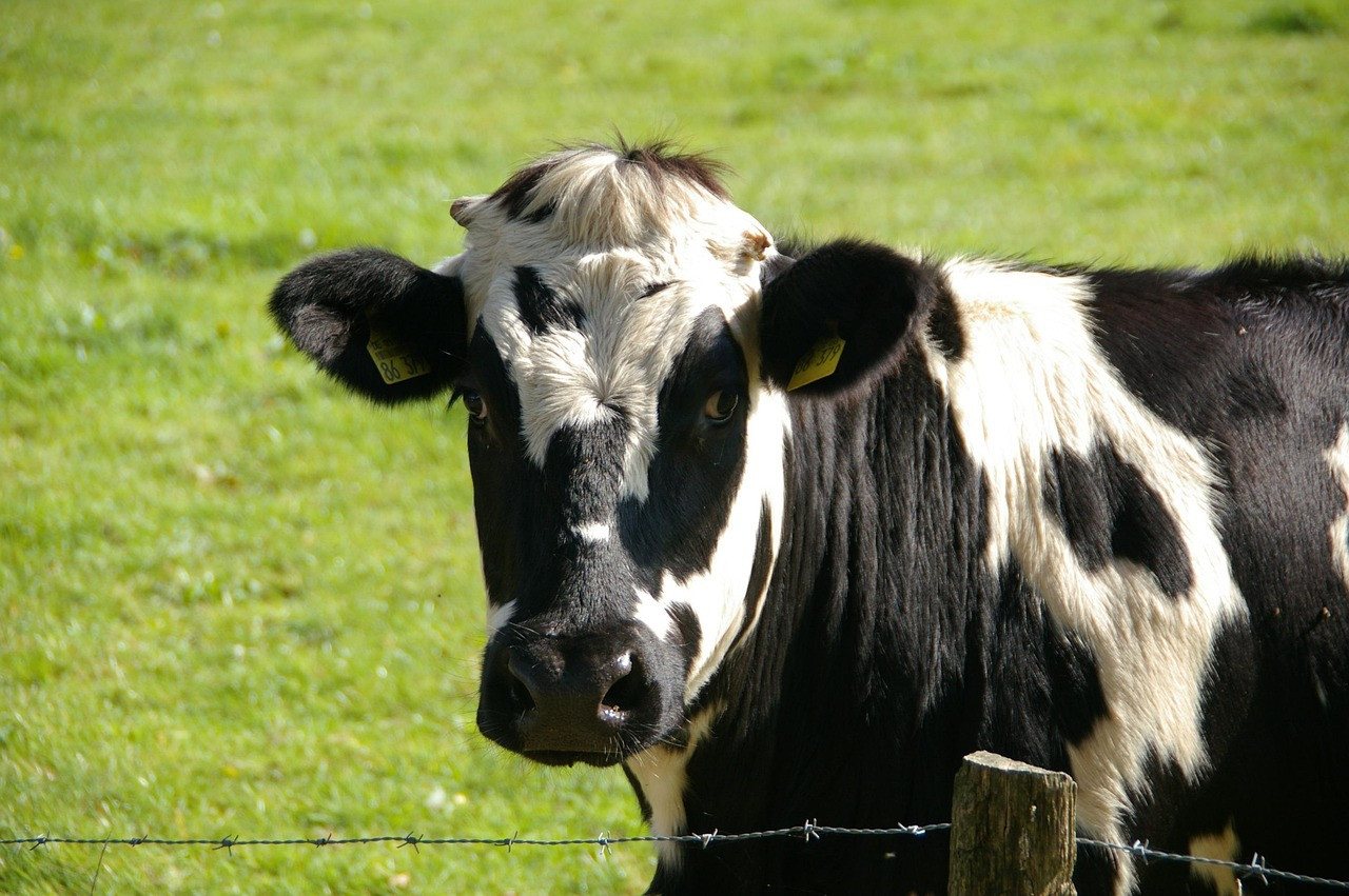 Representative image: dairy cows on farm