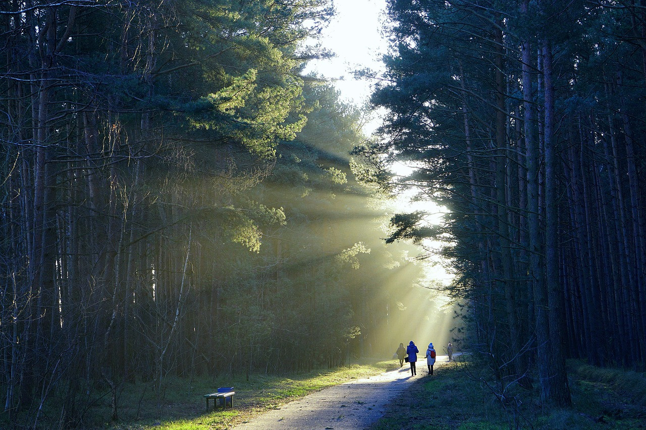 Representative image: students birdwatching in forest