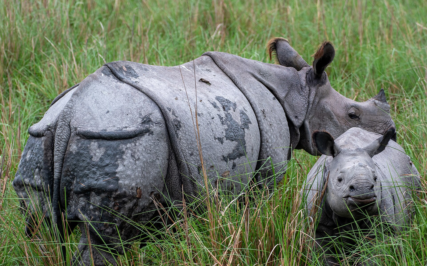 File photo: Pobitora Wildlife Sanctuary