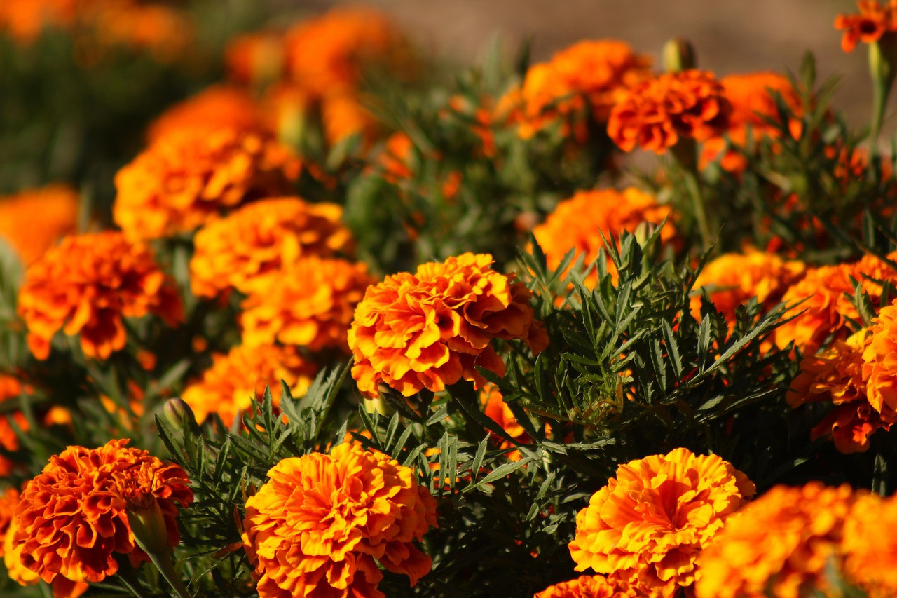 Representative image: marigold flowers temple festival