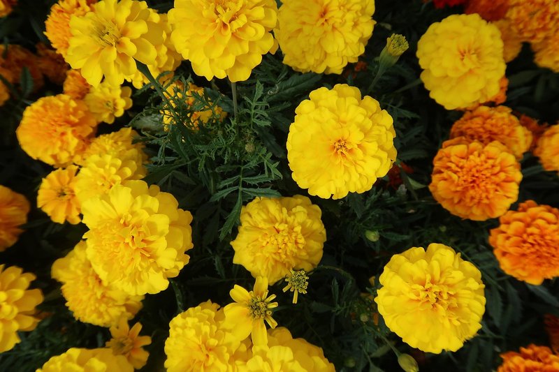 Representative image: marigold flower stack festival