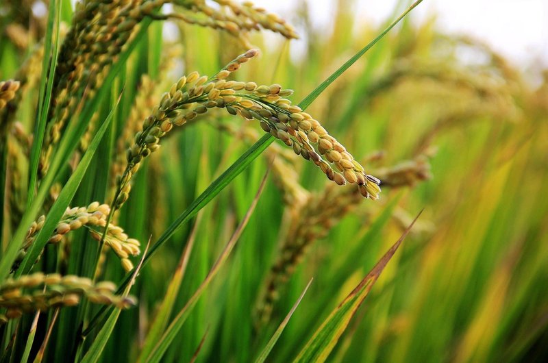 Bengal to pay paddy farmers Rs 200 a quintal above MSP, says Suvendu