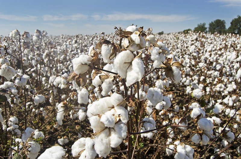 Better Cotton report: most farmers cut chemicals; women's field roles nearly double