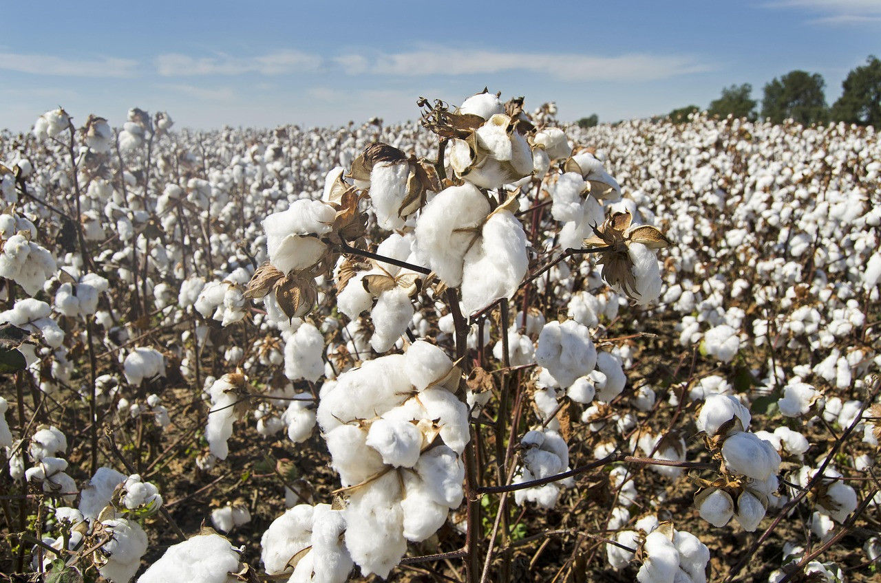 Representative image: cotton field harvest