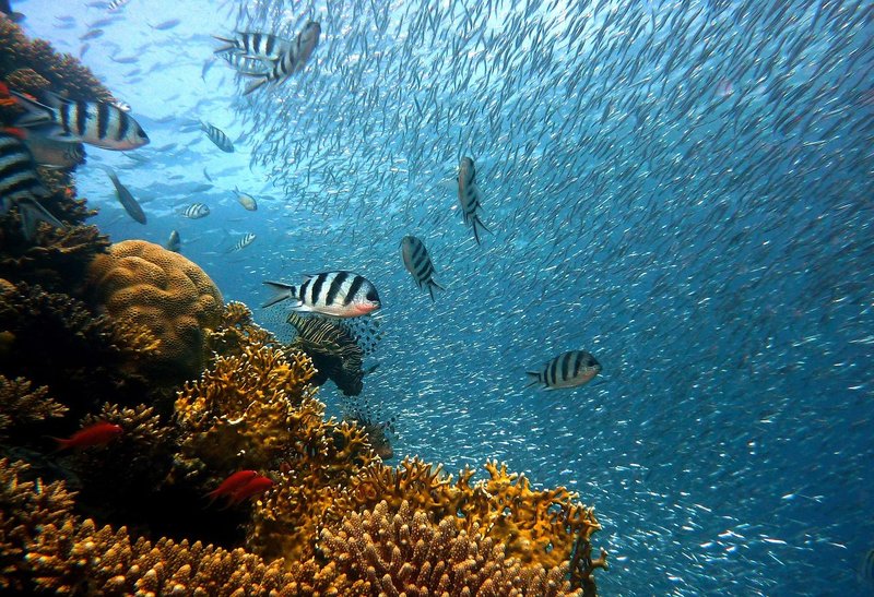 Blue Planet 3 release date: November 1, with Attenborough narrating at 100