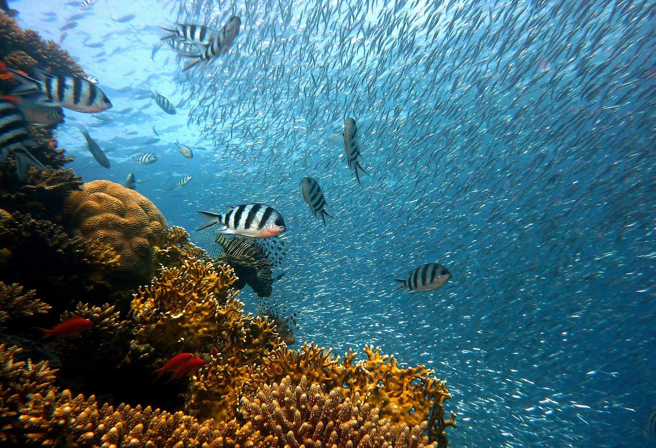 Representative image: coral reef with fish underwater