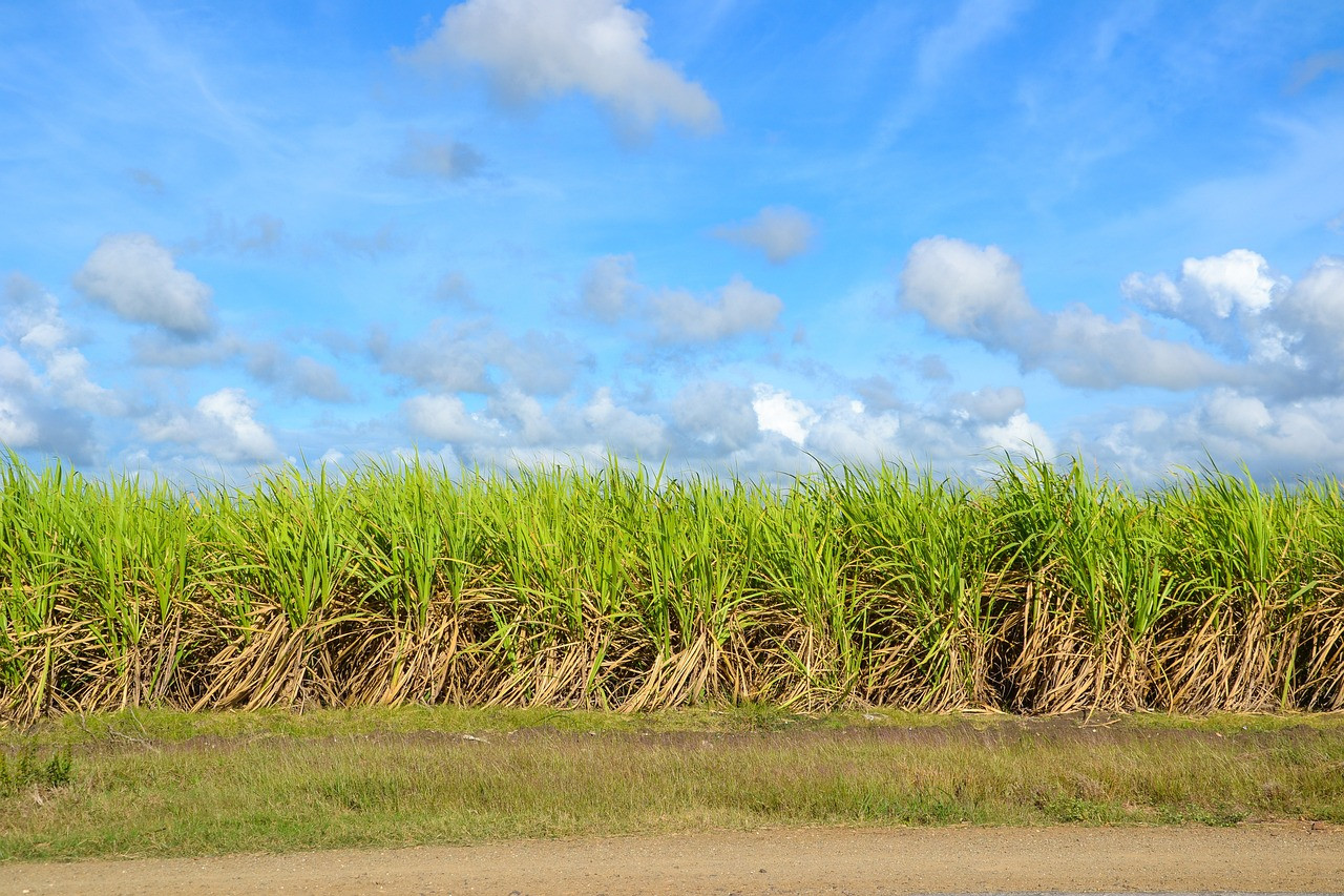 Representative image: sugarcane field harvest