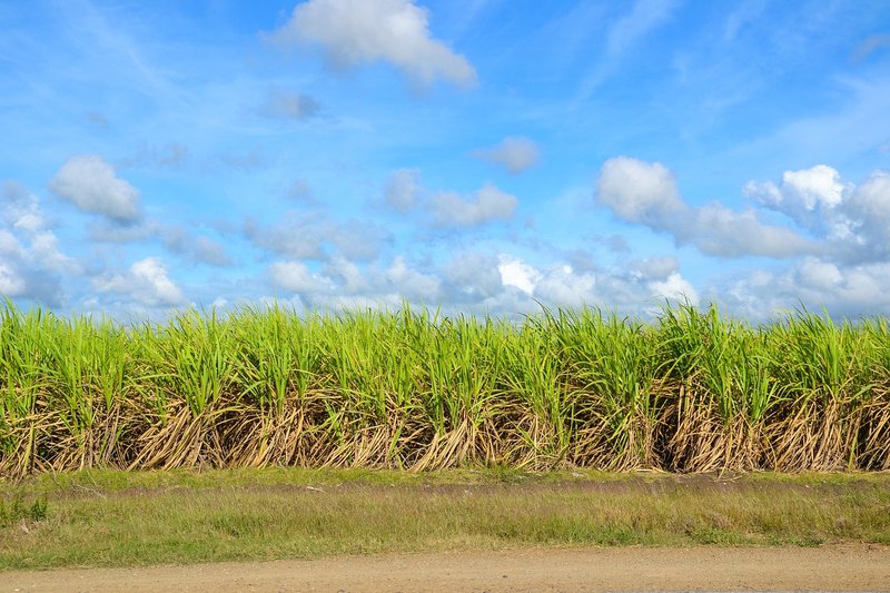 Cane protests stall crushing in north Karnataka; CM Shivakumar writes to PM