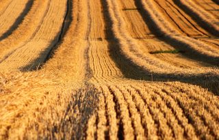 Centre tells 5 states to fight stubble burning as survey finds farm machines idle