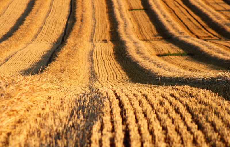 Representative image: stubble fire field