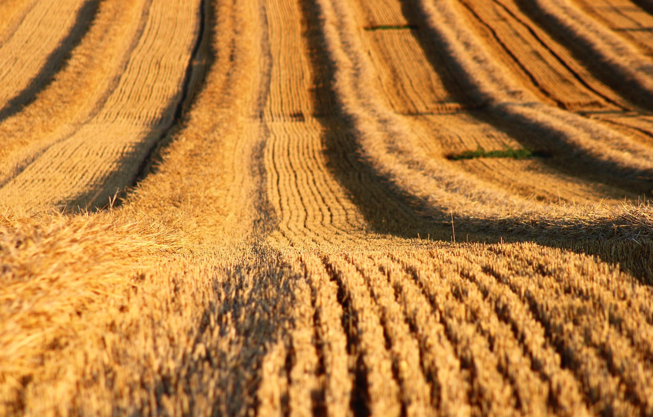 Representative image: stubble fire field