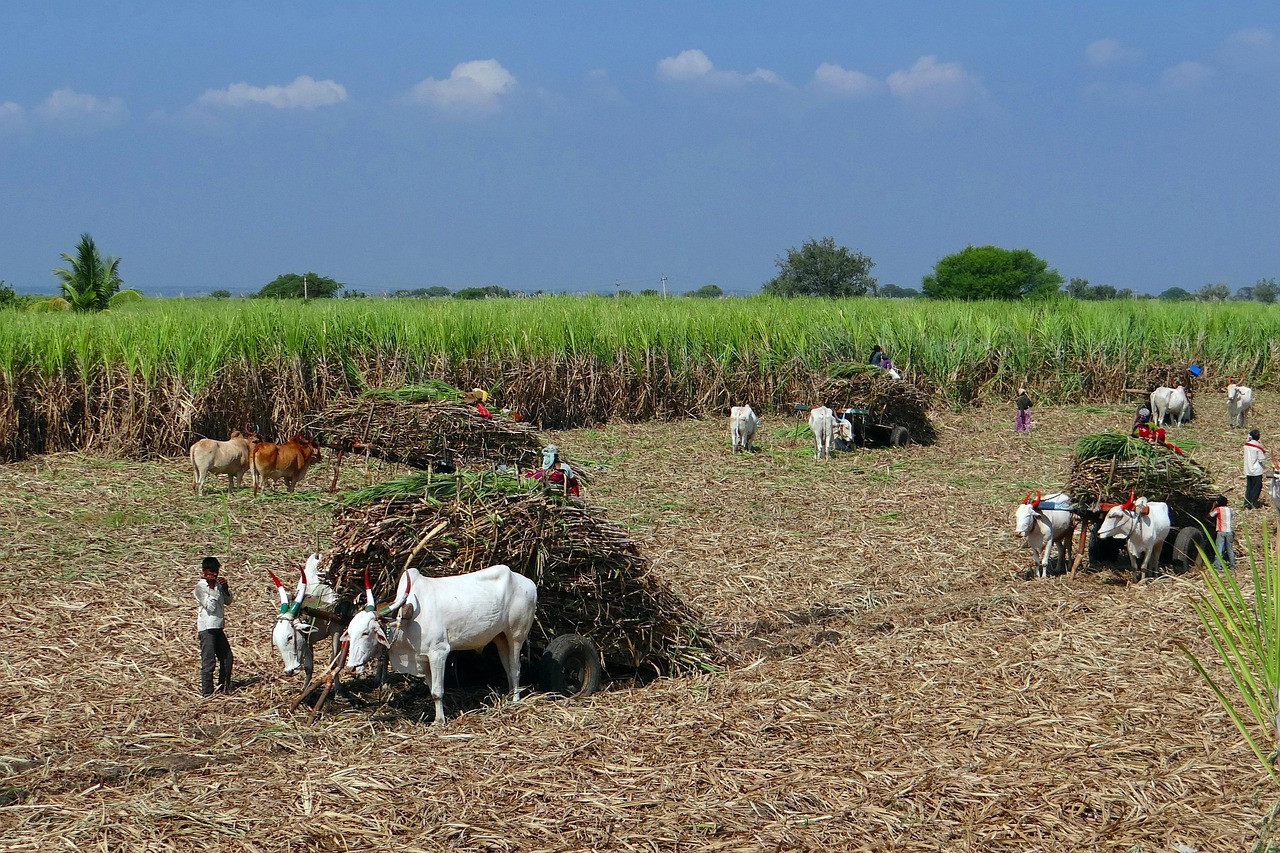 Representative image: sugarcane field harvest
