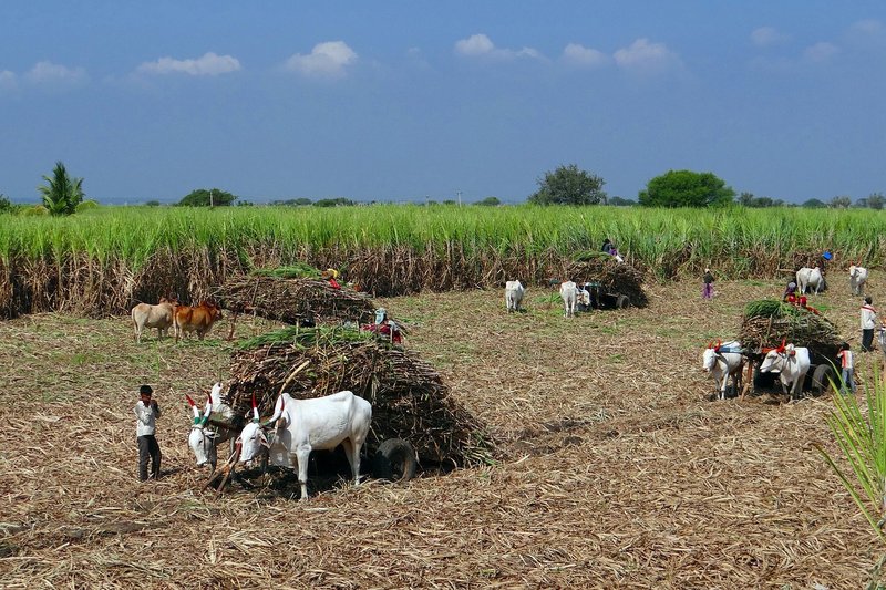 Centre to form joint panel on cane farmers' grievances; Karnataka plans recovery study