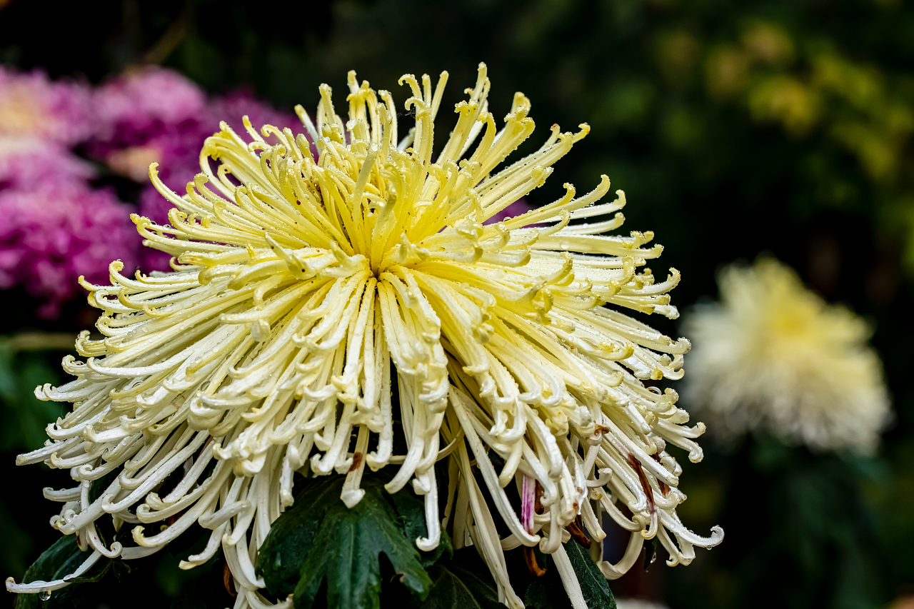 Representative image: white chrysanthemum flowers