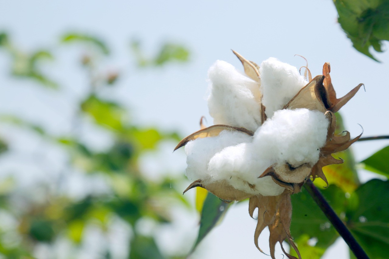 Representative image: cotton plant field