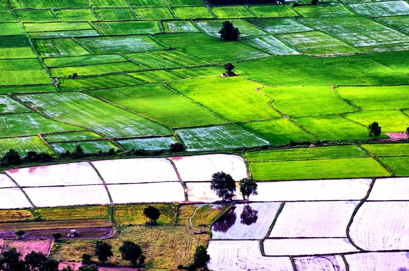 Cyclone Arnab: Andhra crop damage climbs to 3.5 lakh hectares