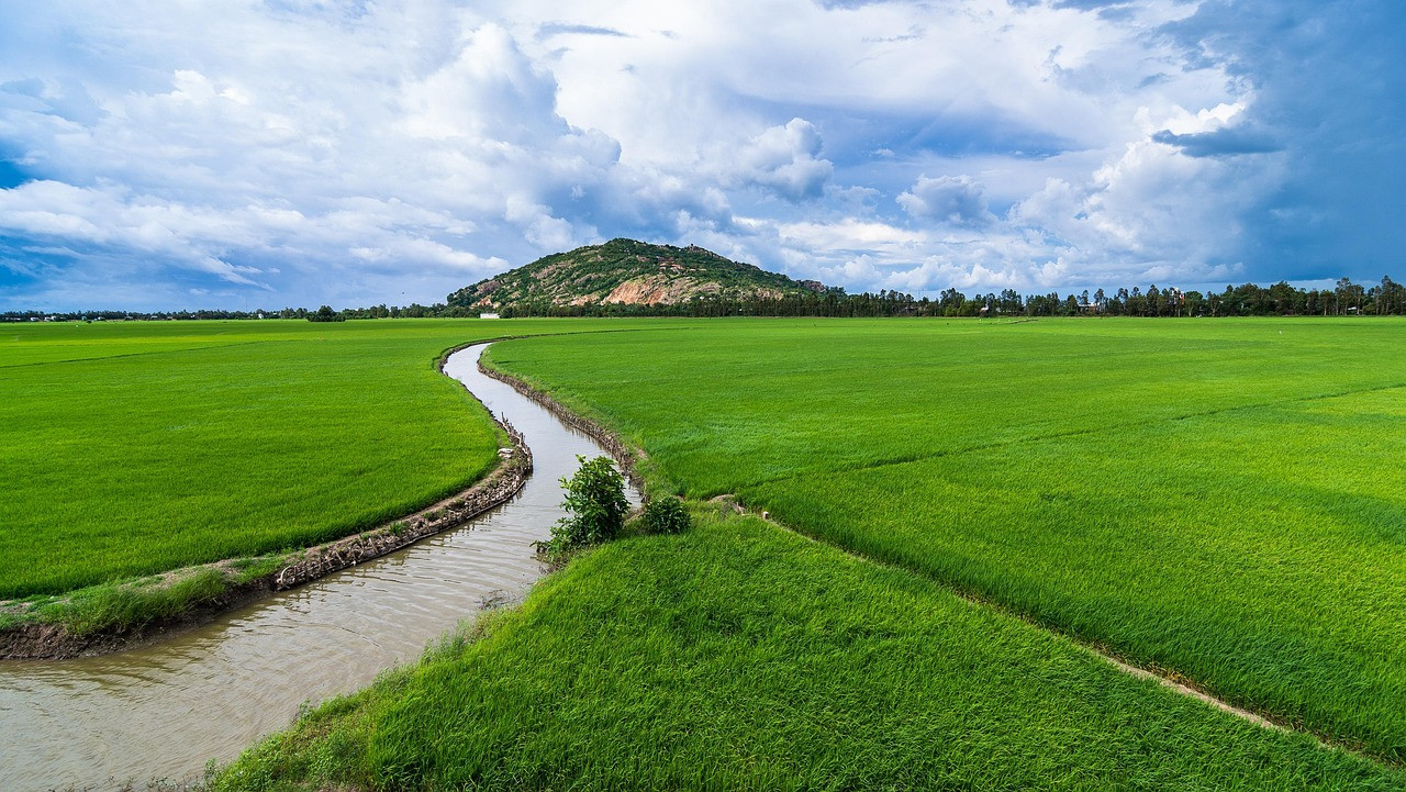Representative image: flooded rice paddy field