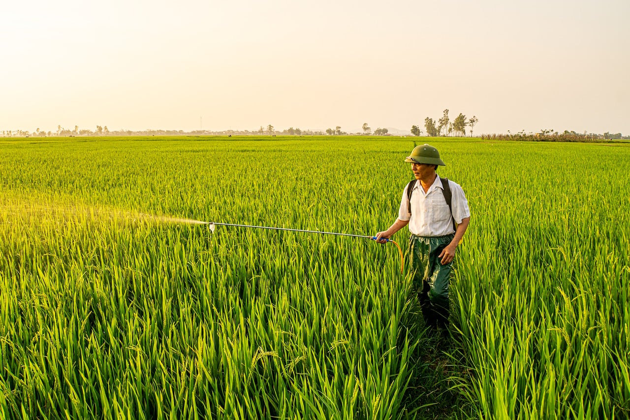 Representative image: paddy harvest farmers