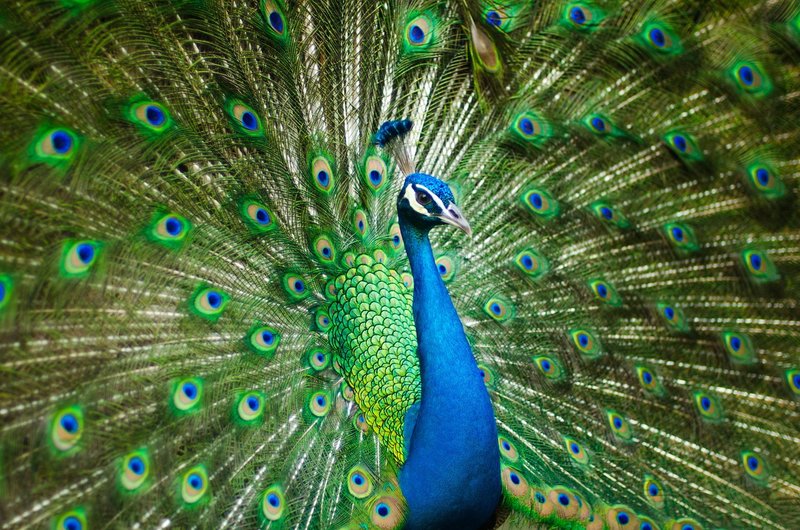Dasara festival 2026: Mysuru's 3,473-drone peacock sets Guinness record