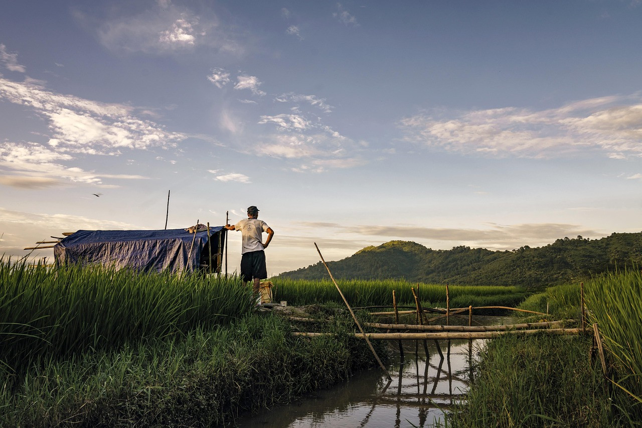 Representative image: paddy field irrigation canal