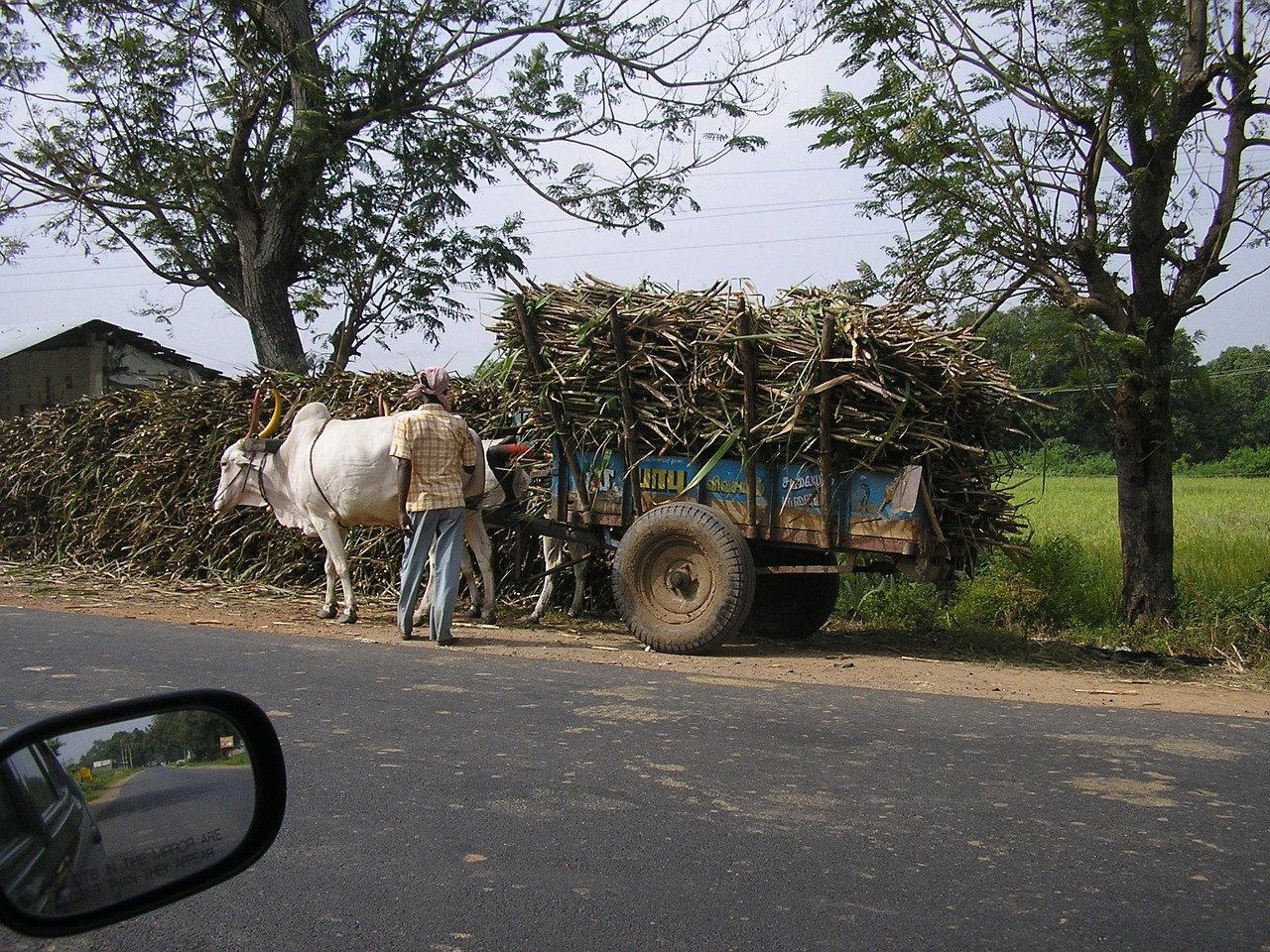 Representative image: sugarcane field harvest