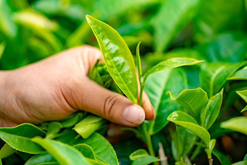 FSSAI drafts tea pesticide limits: acetamiprid 20 mg/kg, imidacloprid 50 mg/kg