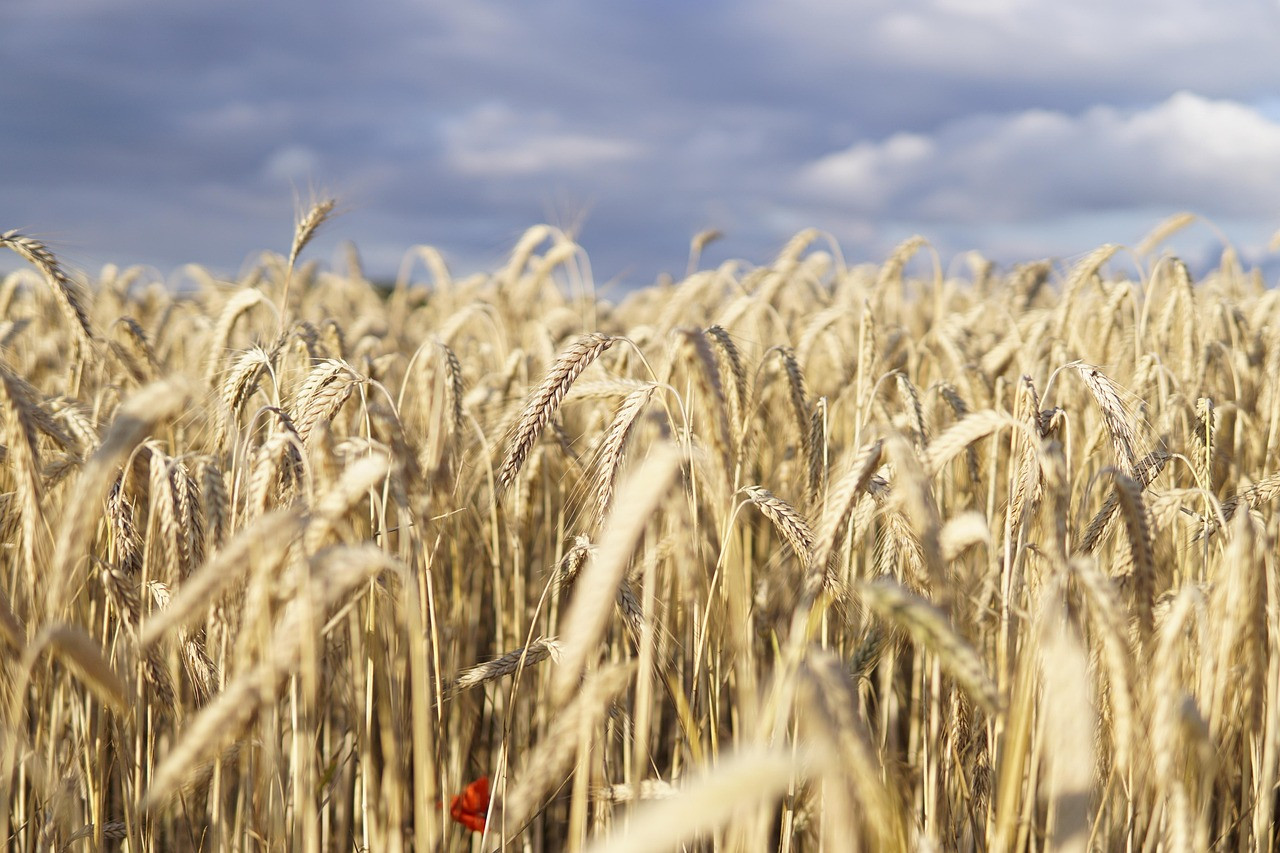 Representative image: wheat grains