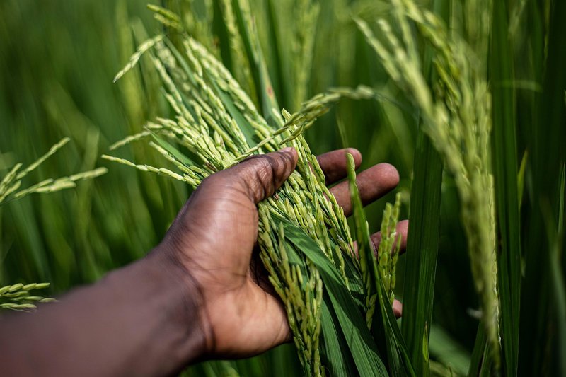 Representative image: rice grains in hands
