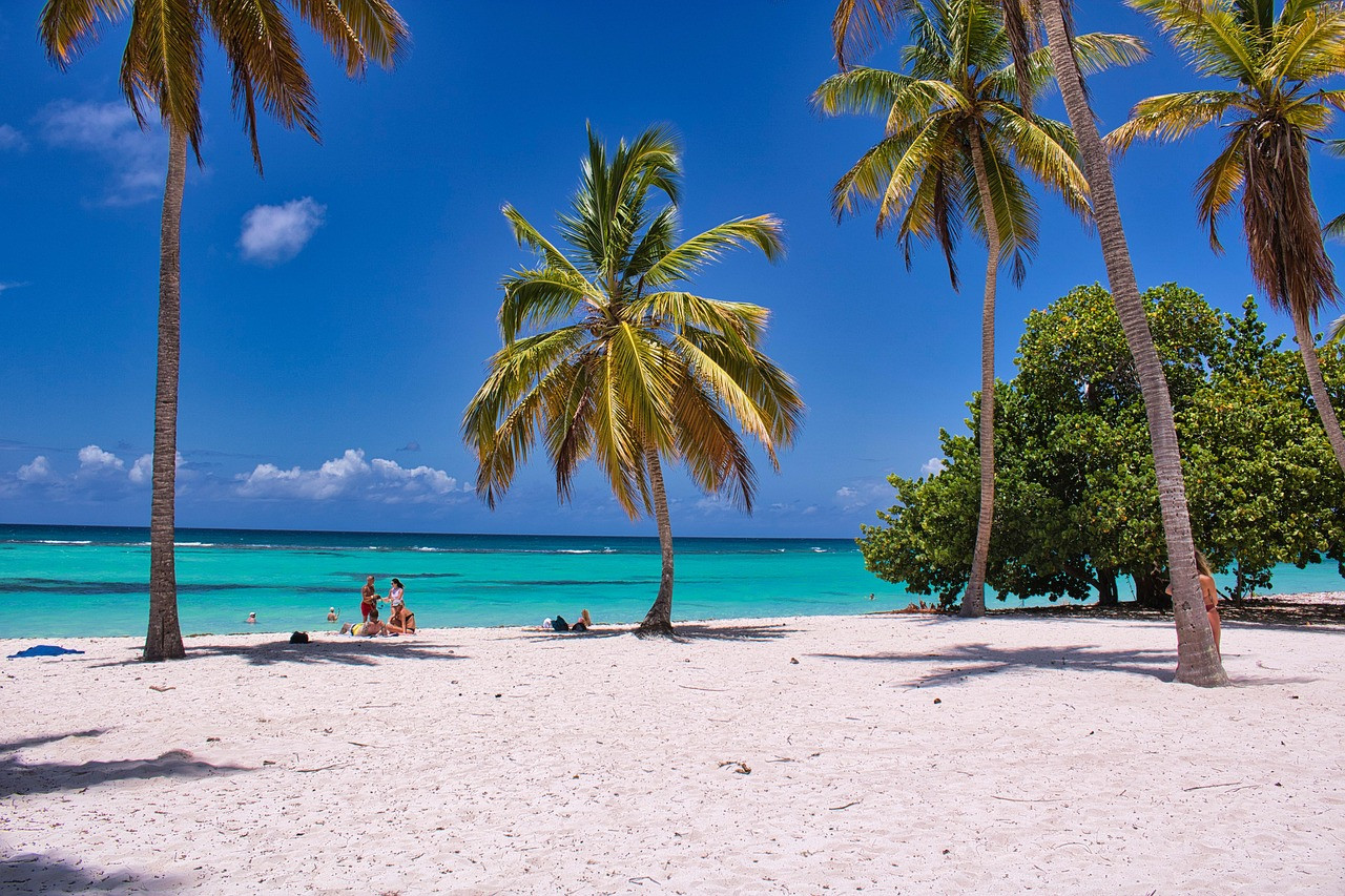 Representative image: palm trees on sandy beach