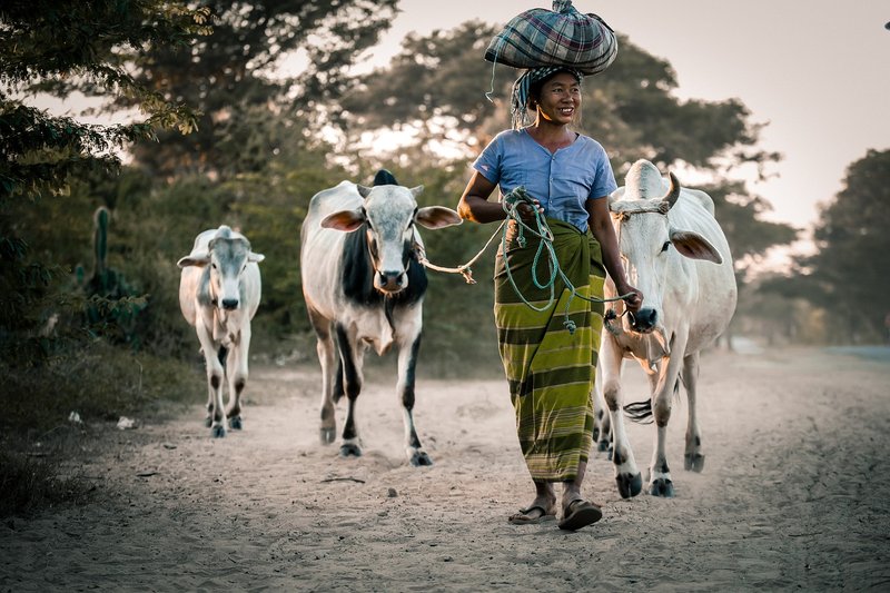 Gopashtami 2026 on November 17: how the sunrise rule fixes the day