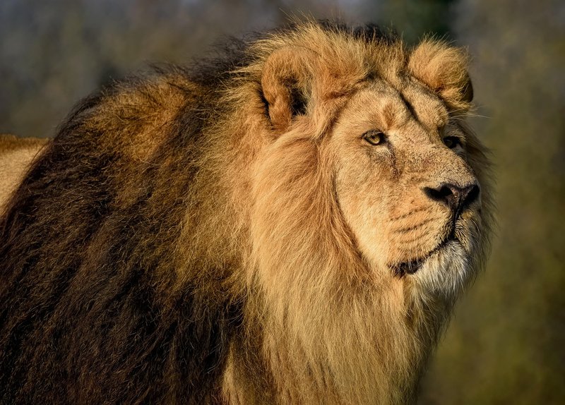 Gujarat reopens all wildlife sanctuaries and national parks to tourists