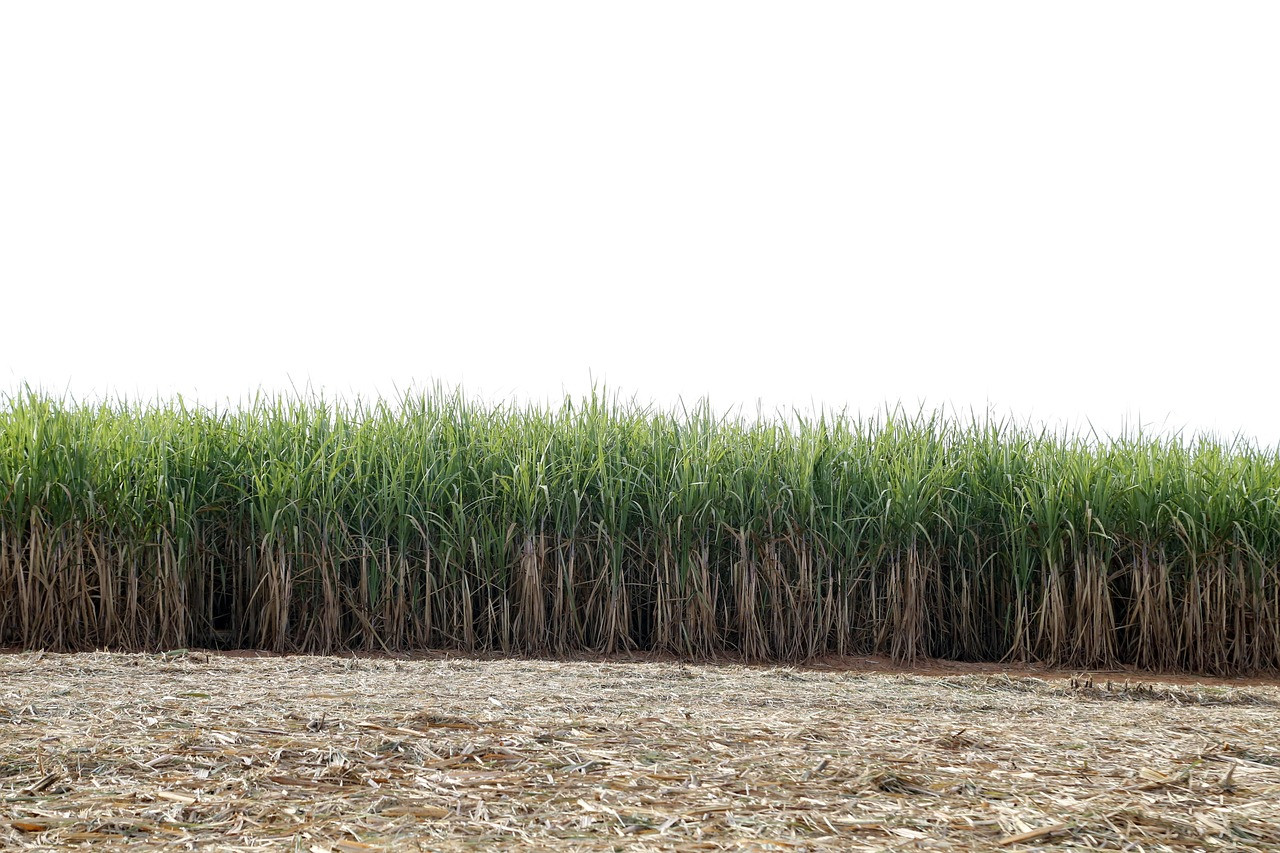 Representative image: sugarcane field harvest