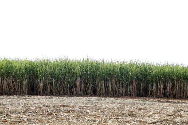 Haryana raises sugarcane price to Rs 430 a quintal, Rs 450 next season