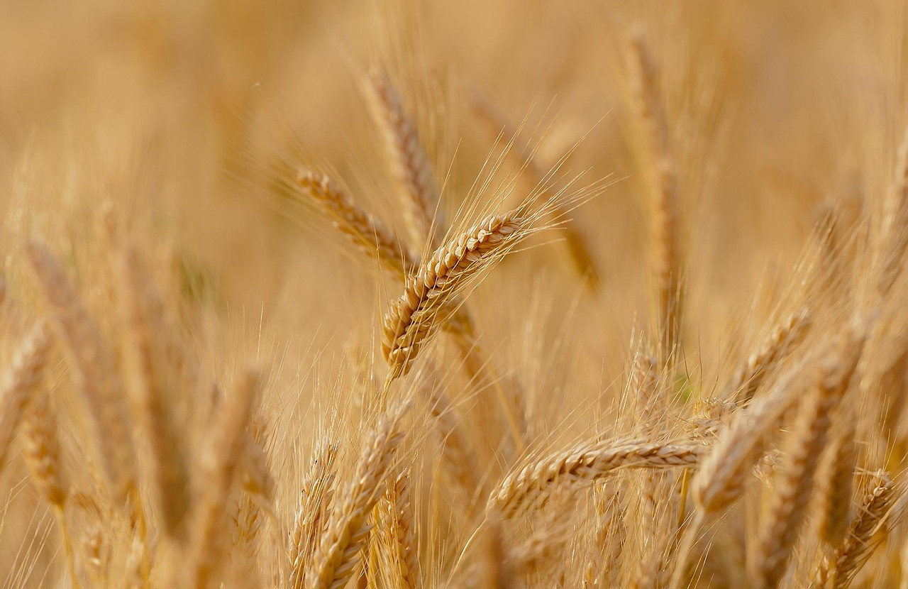Representative image: wheat field