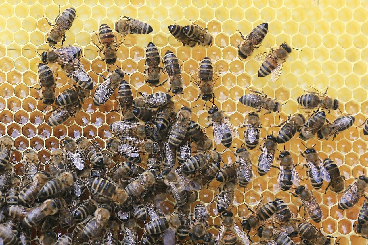 Representative image: beekeeper holding honeycomb frame