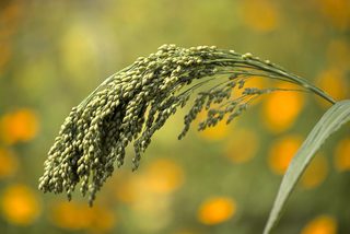 Himachal Nutrition Policy 2026 puts traditional foods, millets at centre