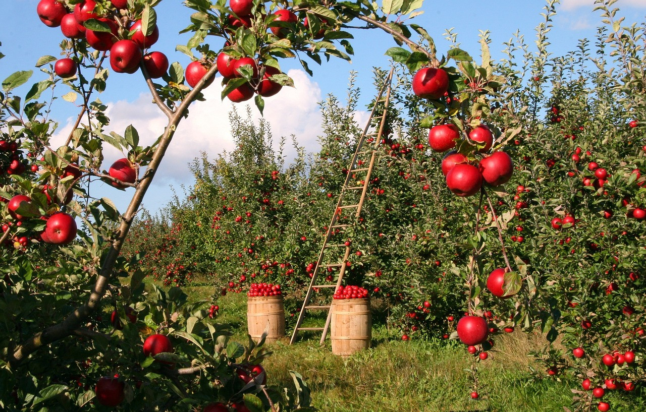 Representative image: orchard fruit trees farm