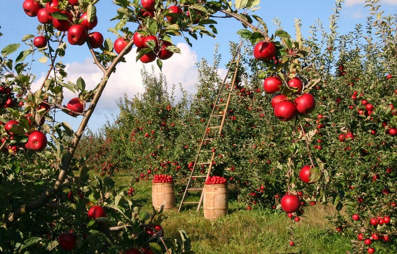Horticulture scientist Harvinder Singh Dhaliwal named Punjab Agricultural University V-C