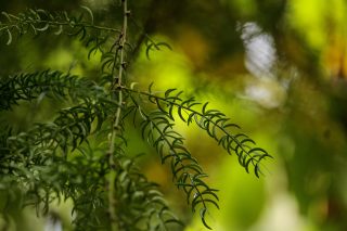 ICMR-CCRAS Trial Finds Ayurvedic Anaemia Formulations Match Iron-Folic Acid