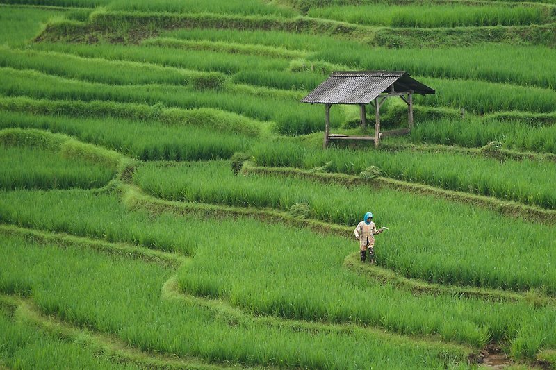 Representative image: paddy field