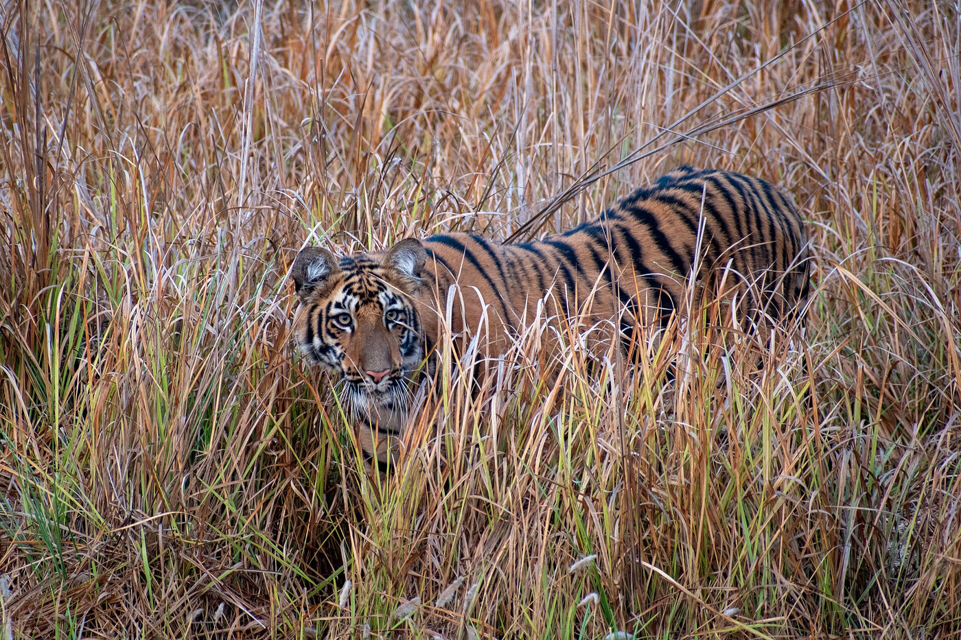 File photo: Tadoba Andhari Tiger Reserve