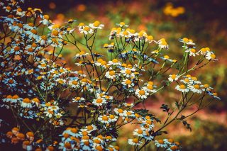 Jogindernagar fights move of medicinal plants centre to Solan; Ayush ministry steps in