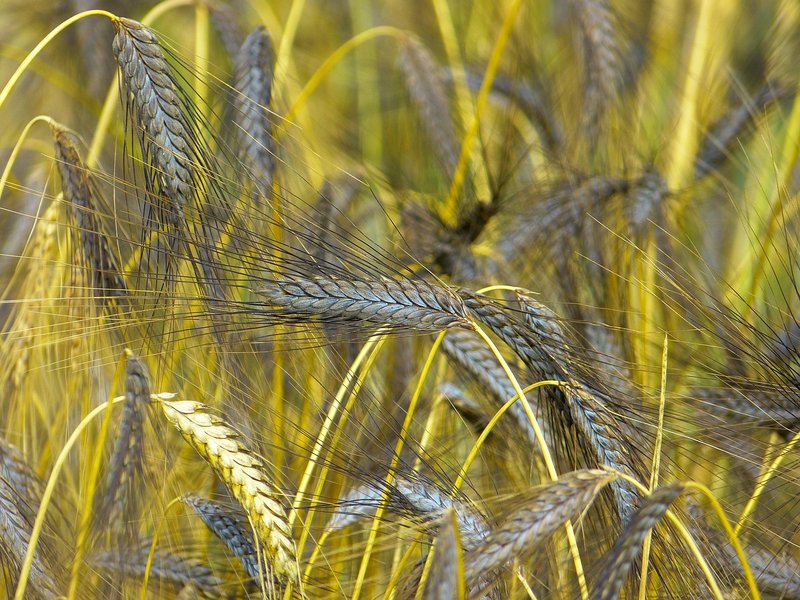 Representative image: ancient grains seeds closeup
