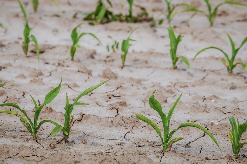 Karnataka drought 'extremely serious': Rs 46,324 crore crop loss, aid still awaited