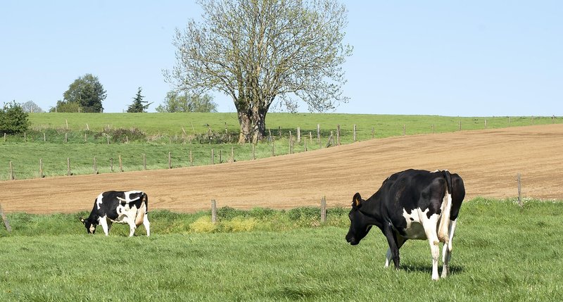 Kenya raises farm-gate milk price to Ksh65 a litre, adds quarterly bonus