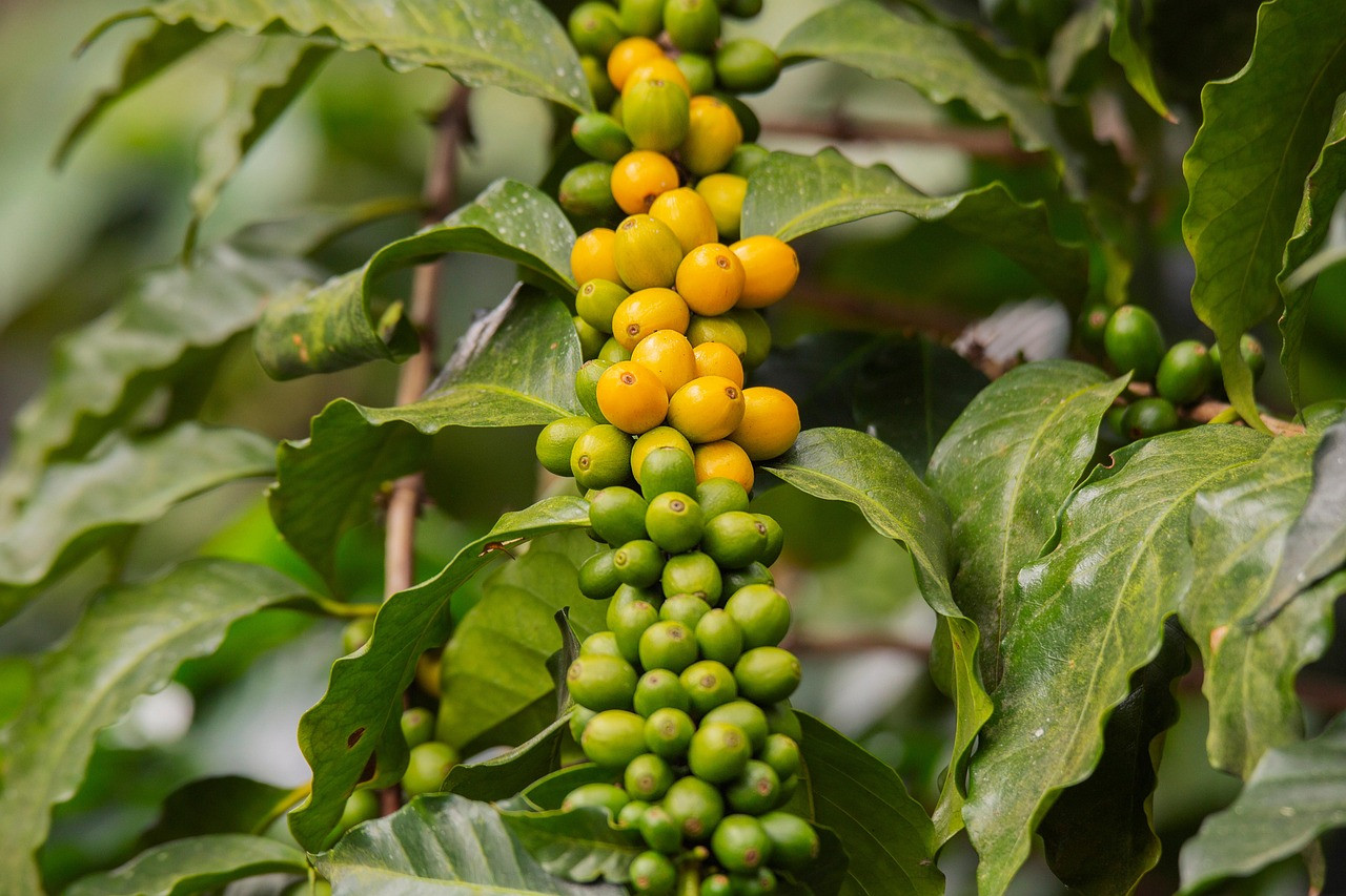 Representative image: coffee plantation green hills